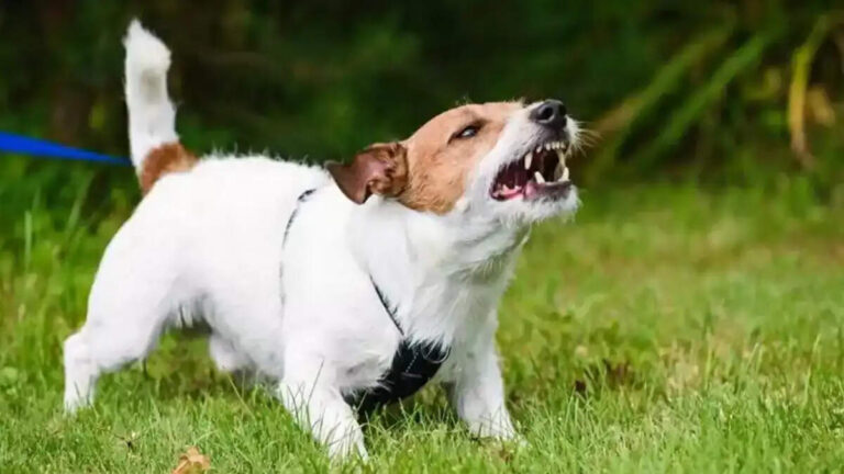 अगर कुत्ता रात में रोने लगे तो समझ लें बड़ा संकट है आने वाला!